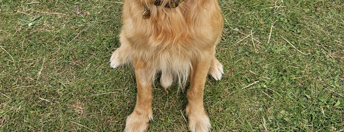 Dog sitting with obedience rosette